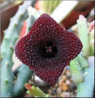 Huernia hystrix x H. pendula 4 petales 